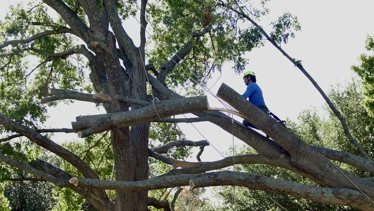 Professional Crown Thinning performed by certified arborists in Cove