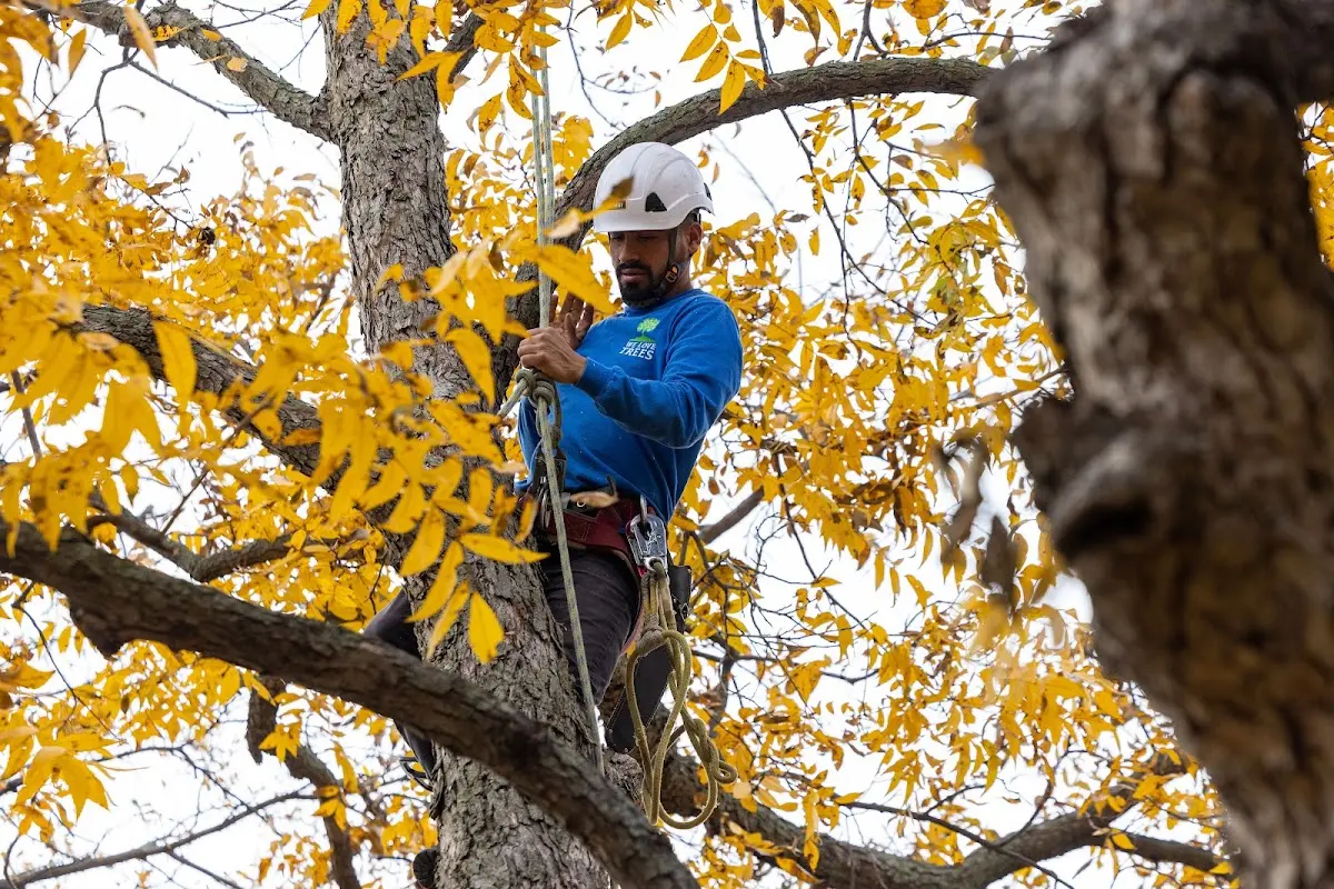 Skilled Tree Trimming crew working in Cove